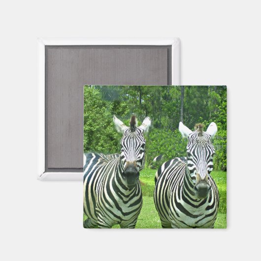Zebra Zen: De schoonheid van het wild in beweging Magneet (Voorkant / Achterkant)