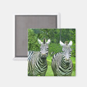 Zebra Zen: De Schoonheid van Wilde Dieren in Beweg Magneet (Voorkant / Achterkant)