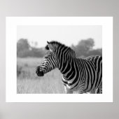 Zebra zwart-wit afdrukPoster Poster (Voorkant)