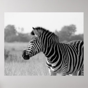Zebra zwart-wit afdrukPoster Poster