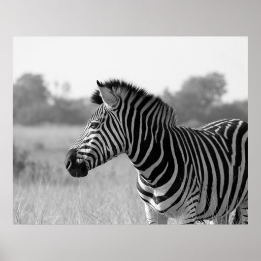 Zebra zwart-wit afdrukPoster Poster (Voorkant)