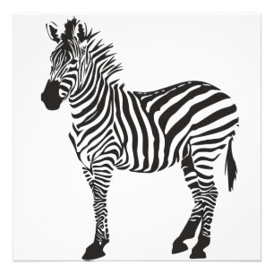 Zebra Zwart-wit Minimalisme Foto Afdruk