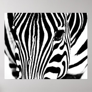 Zebra zwart-wit poster