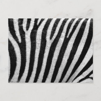 Zebra zwarte en witte striptekening Sjabloon Briefkaart