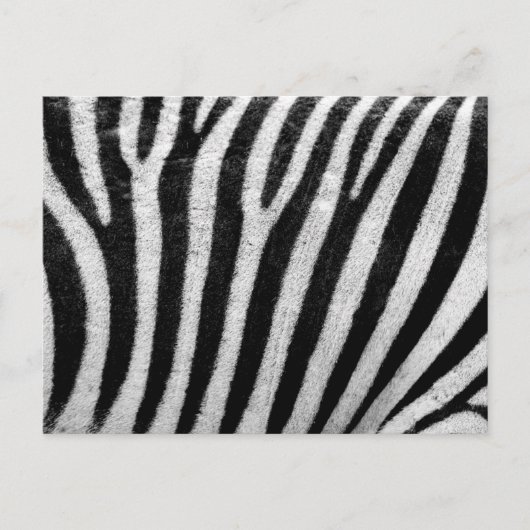 Zebra zwarte en witte striptekening Sjabloon Briefkaart (Voorkant)