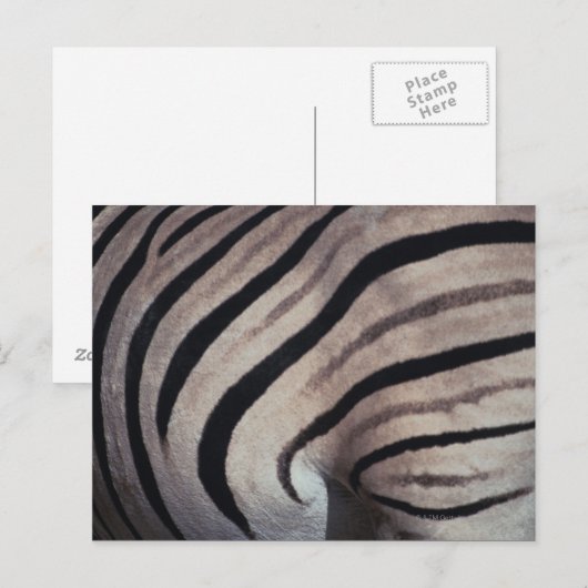 Zebraafdruk Briefkaart (Voorkant / Achterkant)