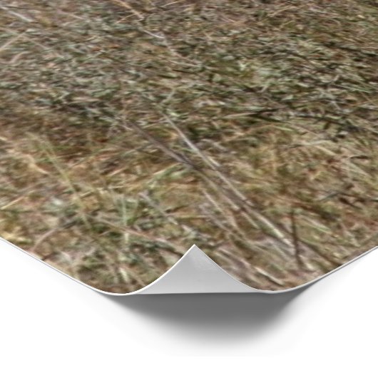 zebralijnen poster (Hoek)