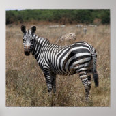 zebralijnen poster (Voorkant)