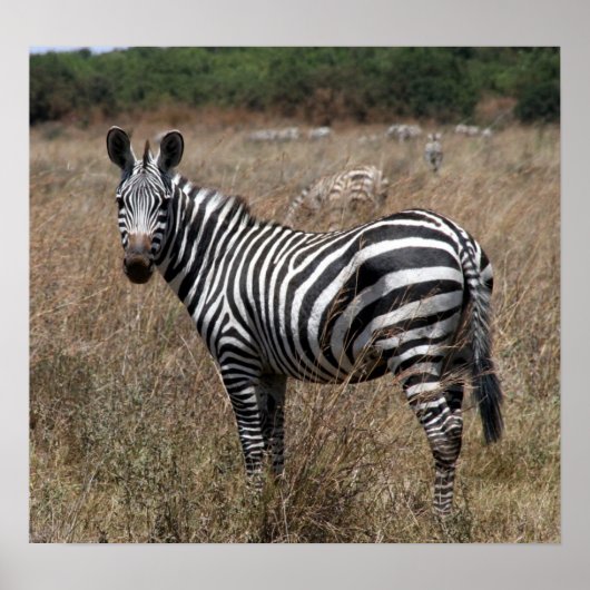 zebralijnen poster (Voorkant)