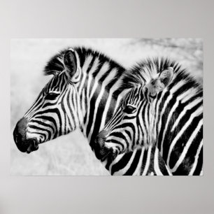 Zebras Animals Wildlife Black en White Poster