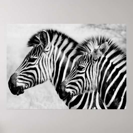 Zebras Animals Wildlife Black en White Poster (Voorkant)