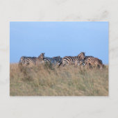 Zebras bij schemering briefkaart (Voorkant)
