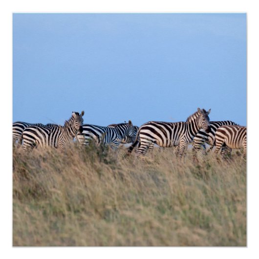Zebras bij schemering perfect poster (Voorkant)