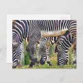 ZEBRAS BRIEFKAART (Voorkant / Achterkant)