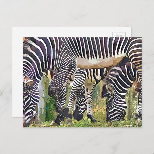 ZEBRAS BRIEFKAART (Voorkant / Achterkant)