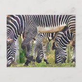 ZEBRAS BRIEFKAART (Voorkant)