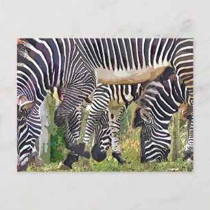 ZEBRAS BRIEFKAART