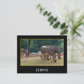 Zebras Briefkaart (Staand voorkant)