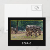 Zebras Briefkaart (Voorkant / Achterkant)
