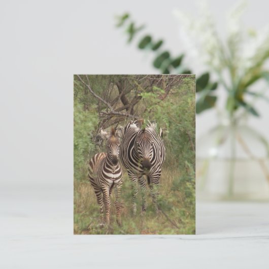 Zebras Briefkaart (Staand voorkant)