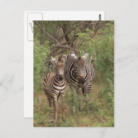 Zebras Briefkaart (Voorkant / Achterkant)