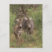 Zebras Briefkaart (Voorkant)