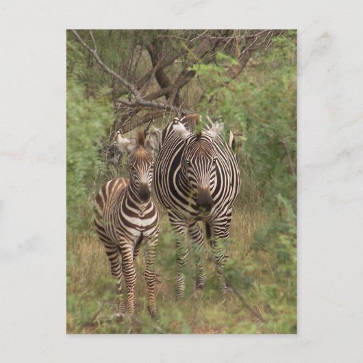 Zebras Briefkaart (Voorkant)