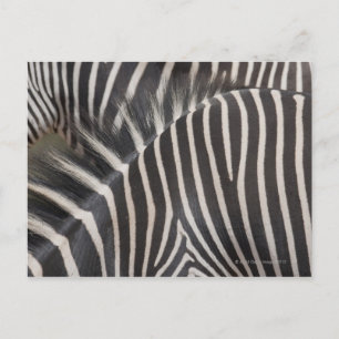 Zebras Briefkaart