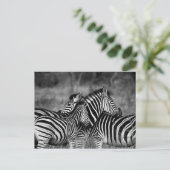 Zebras Briefkaart (Staand voorkant)