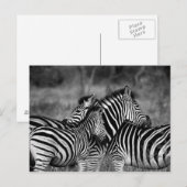 Zebras Briefkaart (Voorkant / Achterkant)