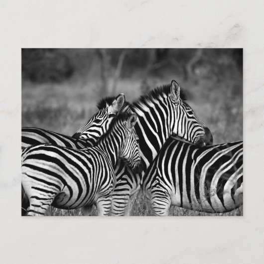 Zebras Briefkaart (Voorkant)