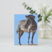 Zebras Briefkaart (Staand voorkant)