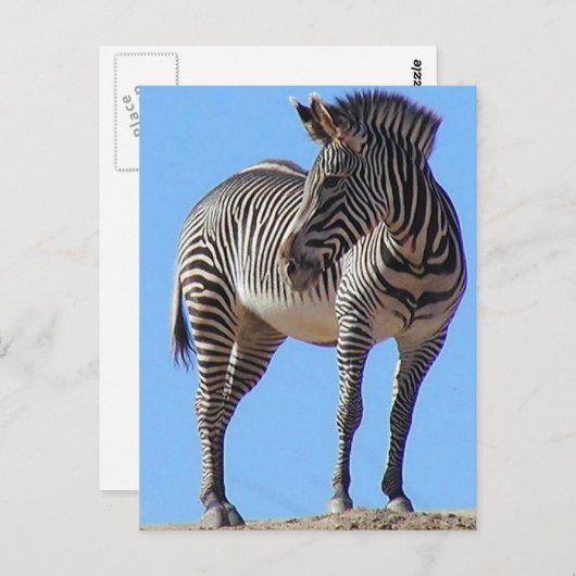Zebras Briefkaart (Voorkant / Achterkant)