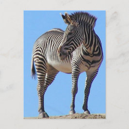 Zebras Briefkaart