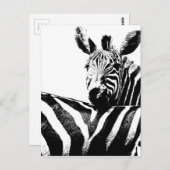 Zebras Briefkaart (Voorkant / Achterkant)