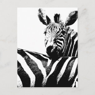 Zebras Briefkaart