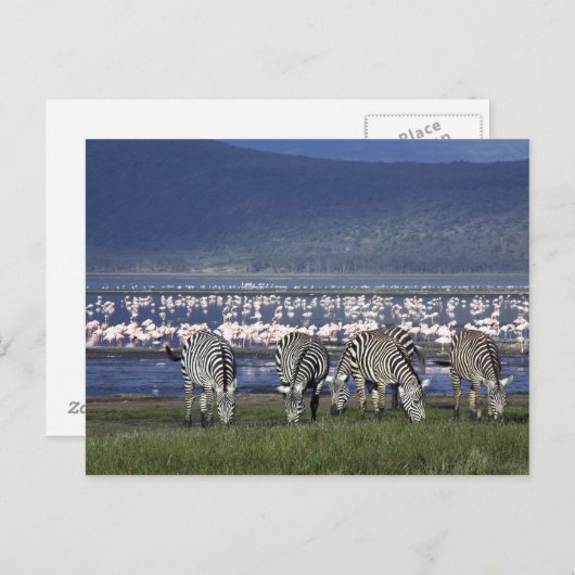 Zebras Briefkaart (Voorkant / Achterkant)