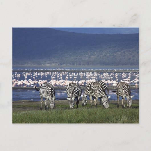 Zebras Briefkaart (Voorkant)