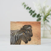 Zebras Briefkaart (Staand voorkant)