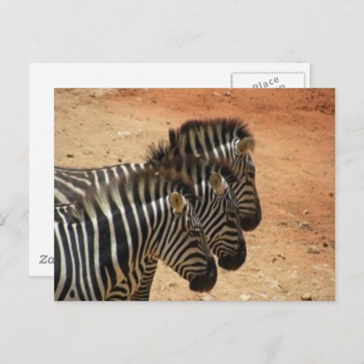 Zebras Briefkaart (Voorkant / Achterkant)