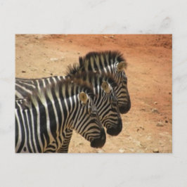 Zebras Briefkaart