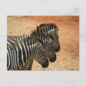 Zebras Briefkaart (Voorkant)