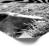 Zebra's Close-up en gestreept Perfect Poster (Hoek)