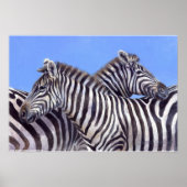 Zebras door Donna Crawshaw Poster (Voorkant)