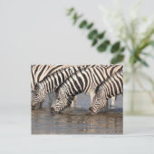Zebras drink briefkaart (Staand voorkant)