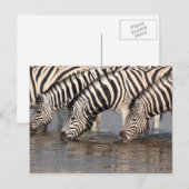 Zebras drink briefkaart (Voorkant / Achterkant)