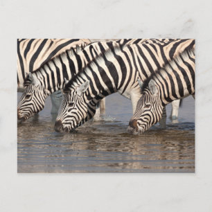 Zebras drink briefkaart