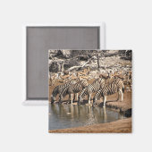 Zebras drink magneet (Voorkant / Achterkant)