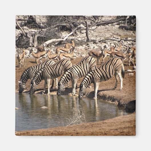 Zebras drink magneet (Voorkant)
