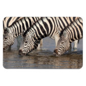 Zebras drink magneet (Horizontaal)